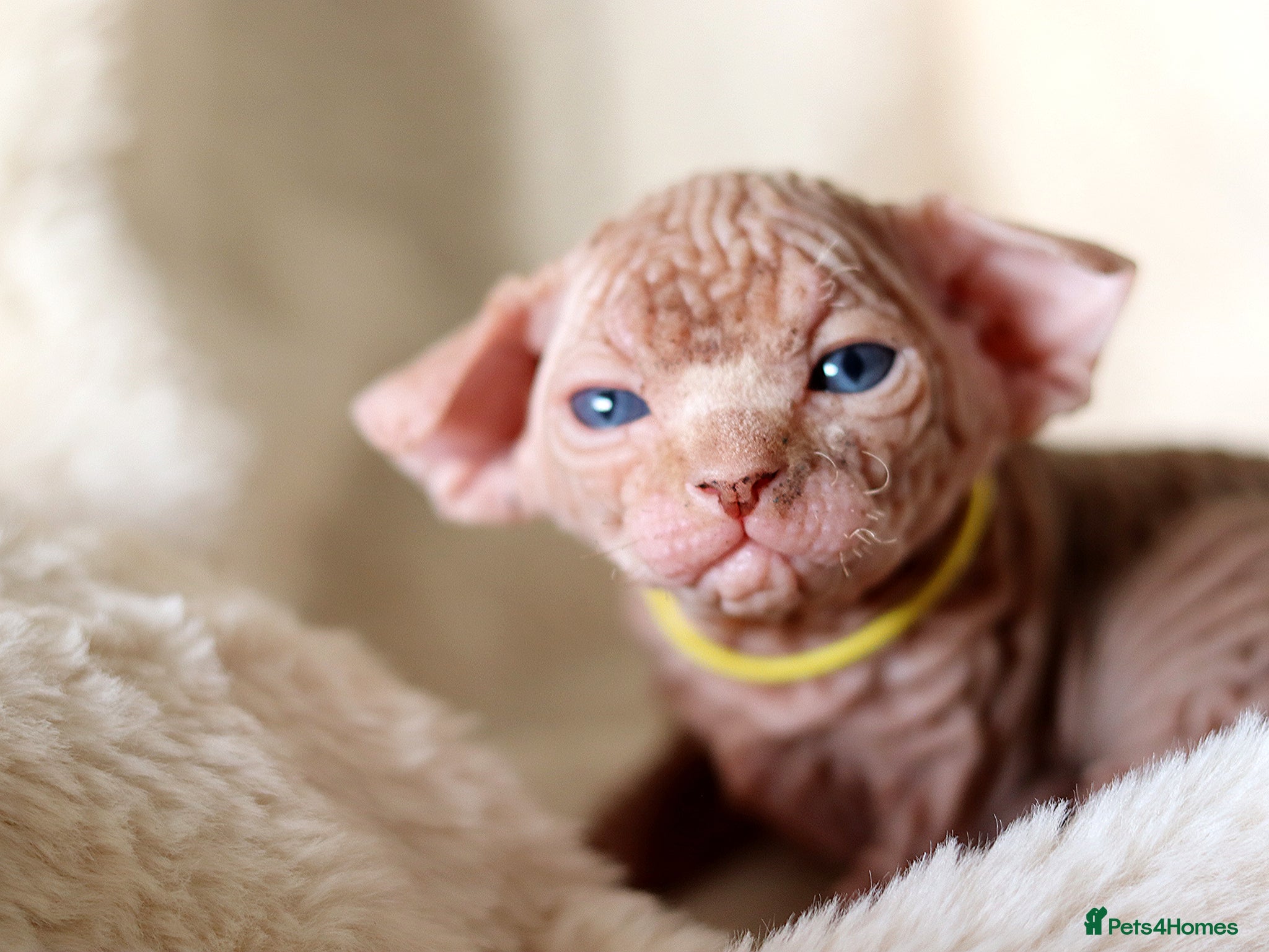 Sphynx cats Beautiful Pedigree Sphynx Kittens  - Advert 2