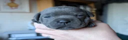 Staffordshire Bull Terrier dogs for sale: King Fury KCreg excellent pedigree blue/black pups - Advert 22