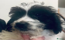 Sproodle dogs for sale: Stunning little sproodle / springer / poodle - Advert 12