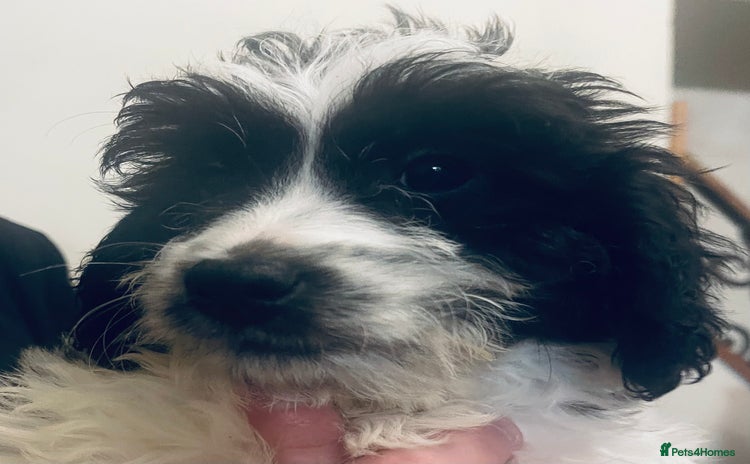 Sproodle dogs Stunning little sproodle / springer / poodle - Advert 1