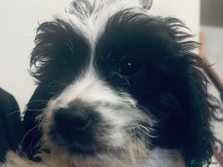 Sproodle dogs Stunning little sproodle / springer / poodle - Advert 12