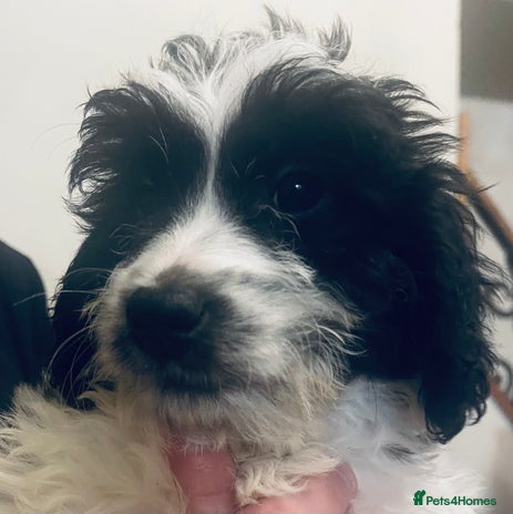 Sproodle dogs Stunning little sproodle / springer / poodle - Advert 1