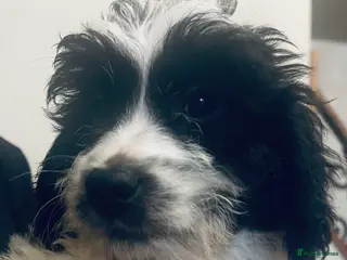 Sproodle dogs Stunning sproodle / springer / poodle / cockerpoo - Advert 2