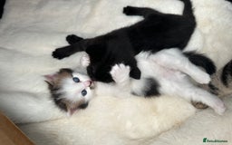 Mixed Breed cats for sale: Adorable mixed breed kittens for sale  - Image 28