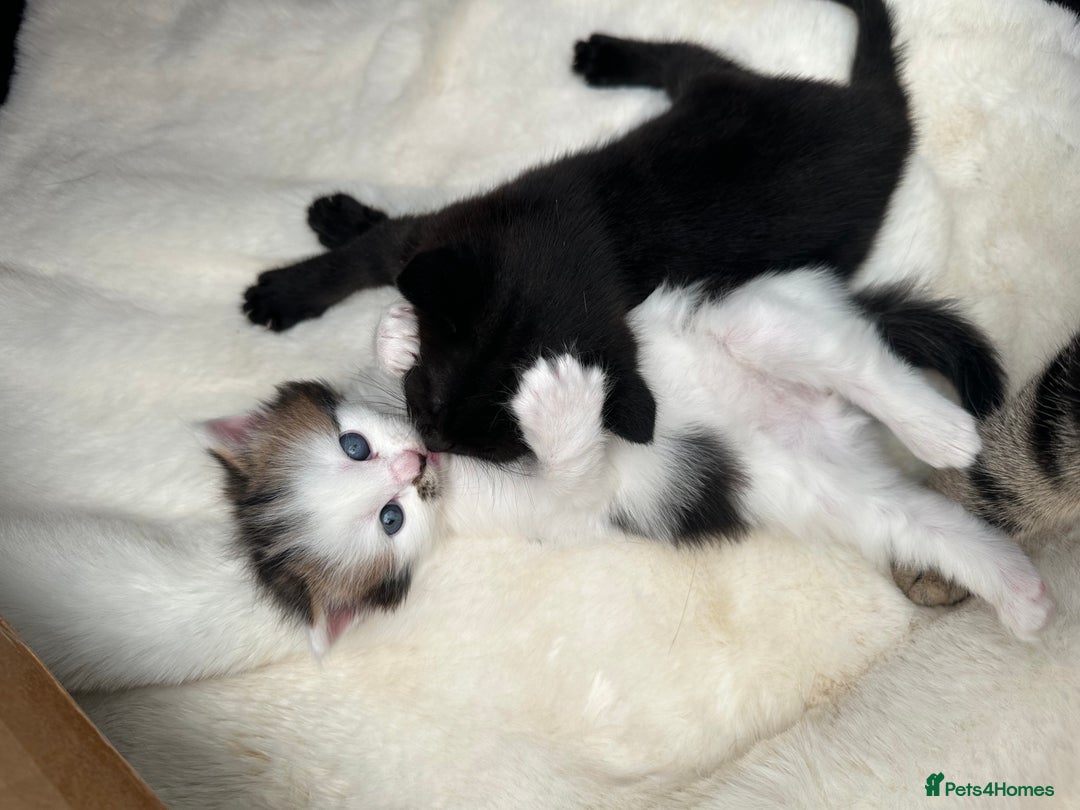 Mixed Breed cats for sale: Adorable mixed breed kittens for sale  - Image 28