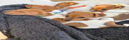 Jack Russell dogs for sale: Beautiful Jack Russell Puppies - Advert 6