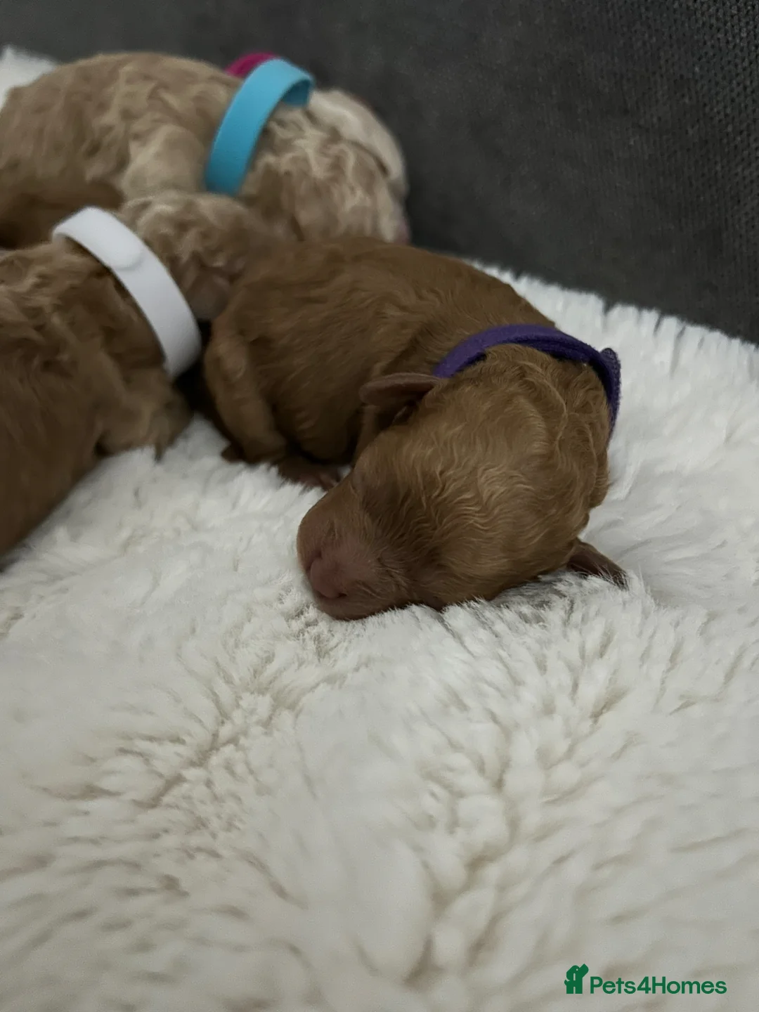 Poochon dogs for sale: Poochon in Liverpool - Advert 20