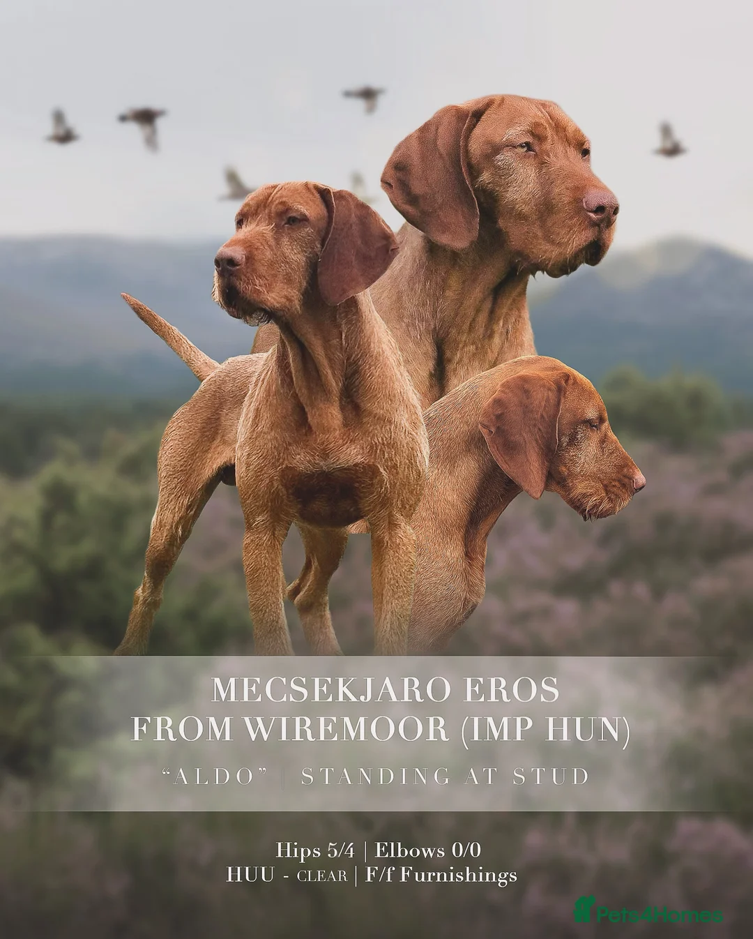Hungarian Vizsla dogs for stud: Imported Head keeper owned stud  in Skipton - Advert 4
