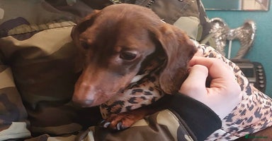 Miniature Dachshund dogs - Advert 3