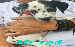 Dalmatian dogs for sale: Dalmatian puppies Ready now - Image 10