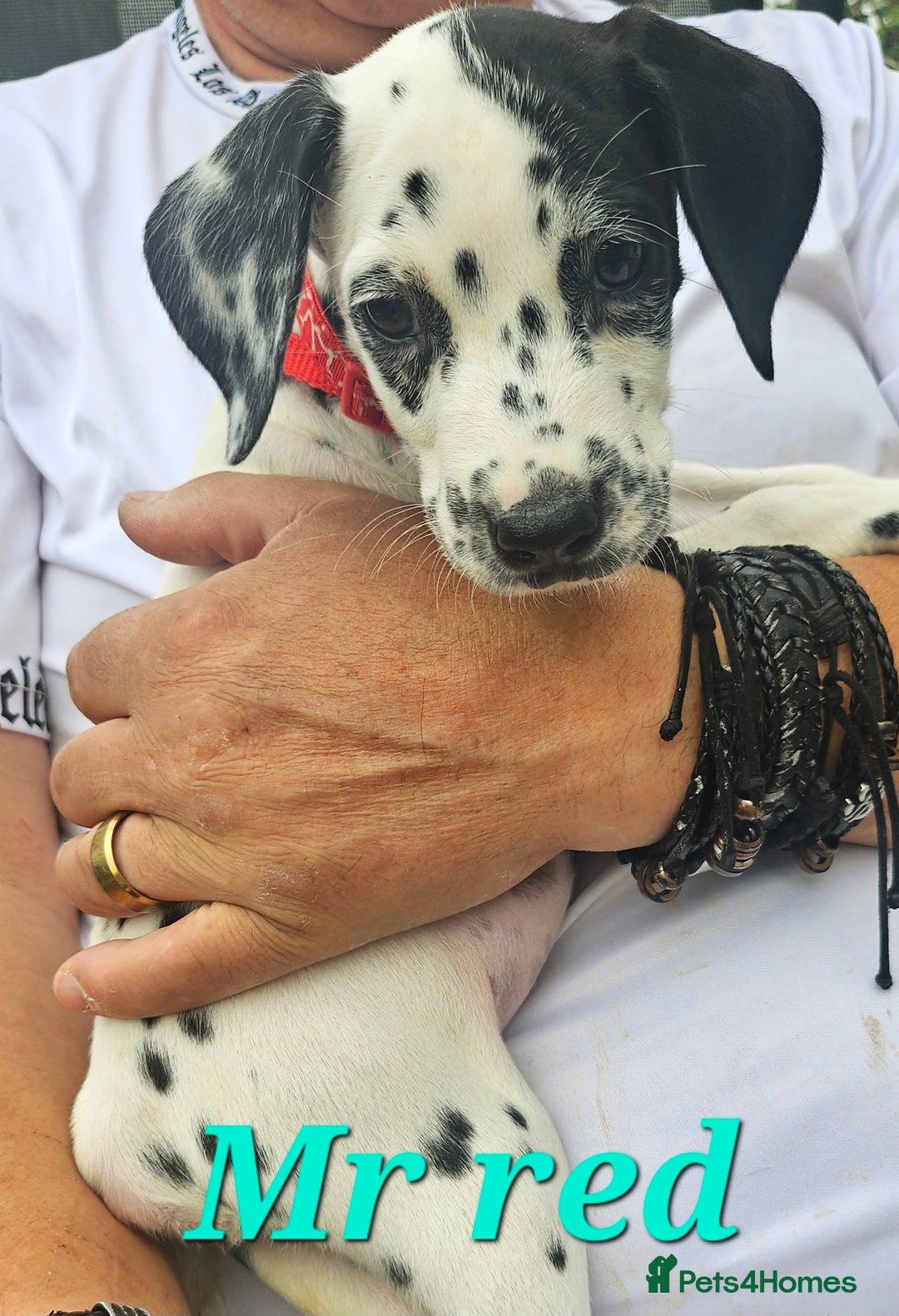 Dalmatian dogs for sale: Dalmatian puppies Ready now - Image 10
