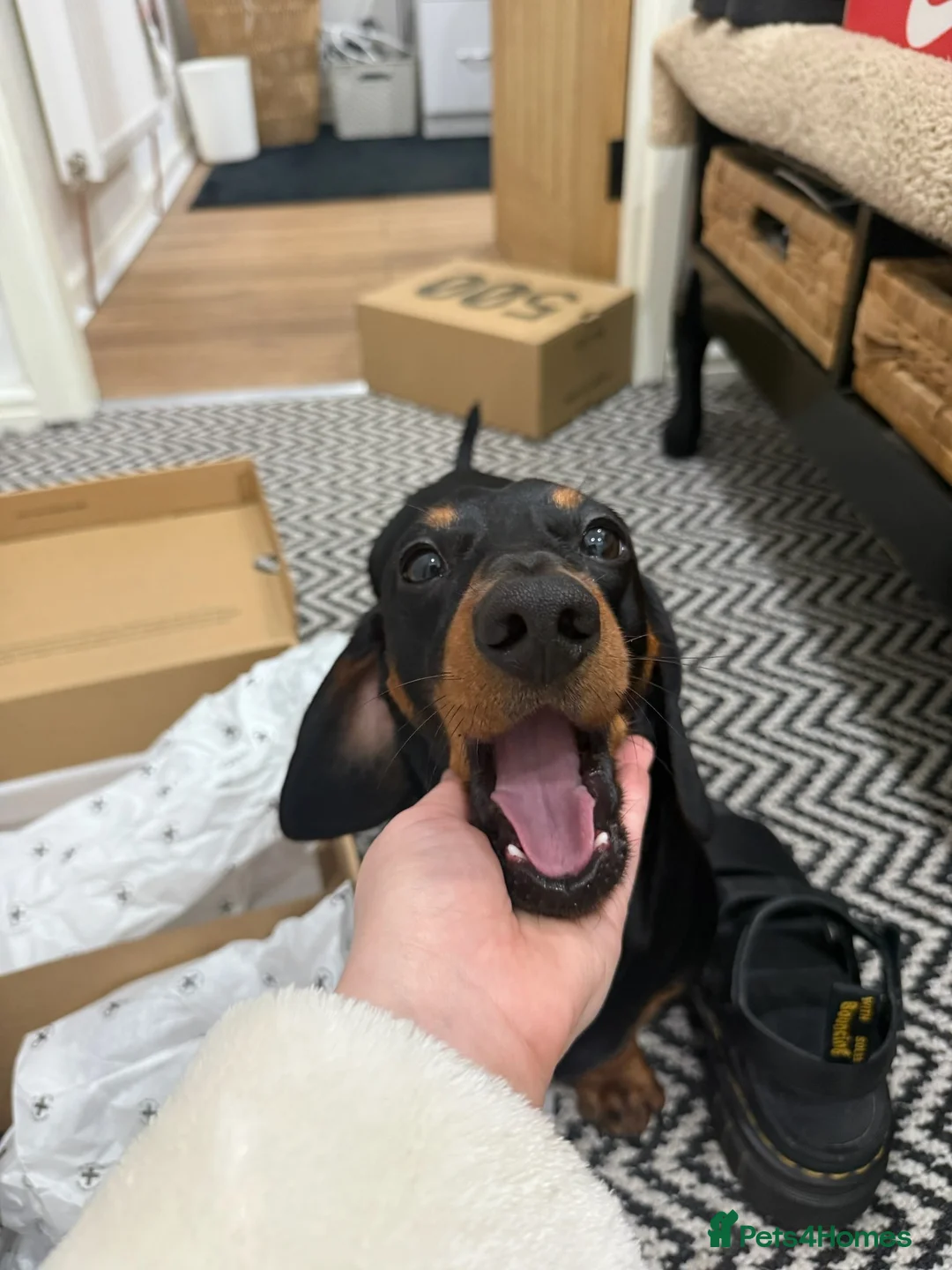 Miniature Dachshund dogs for stud: KC Reg Black and Tan Miniature Dachshund Stud - Advert 2