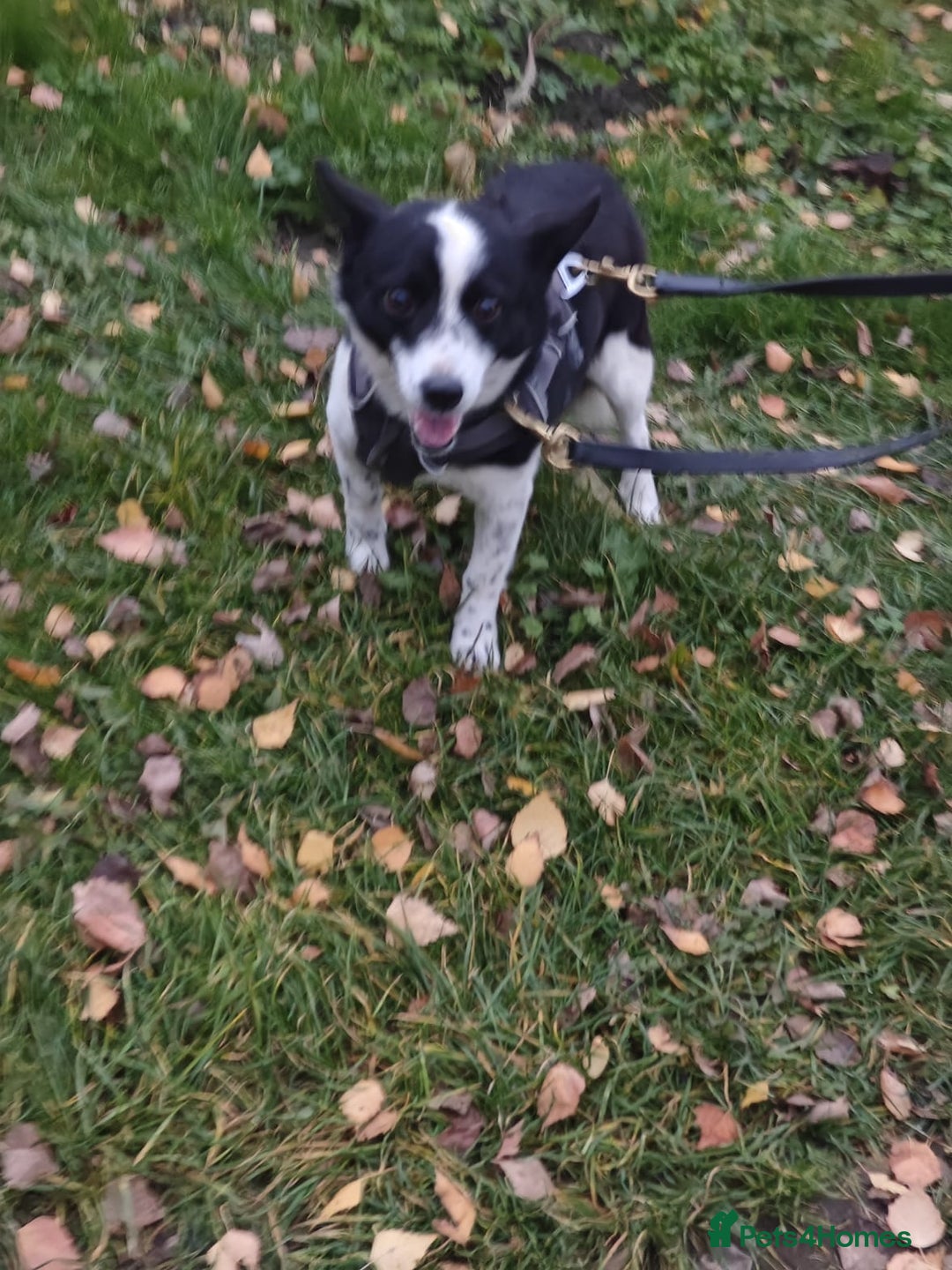 Mixed Breed dogs for adoption: 💙🐶Bobby -3 yo small boy with spirit of lion💙🐶 - Advert 7