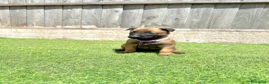 Light purple collar female 