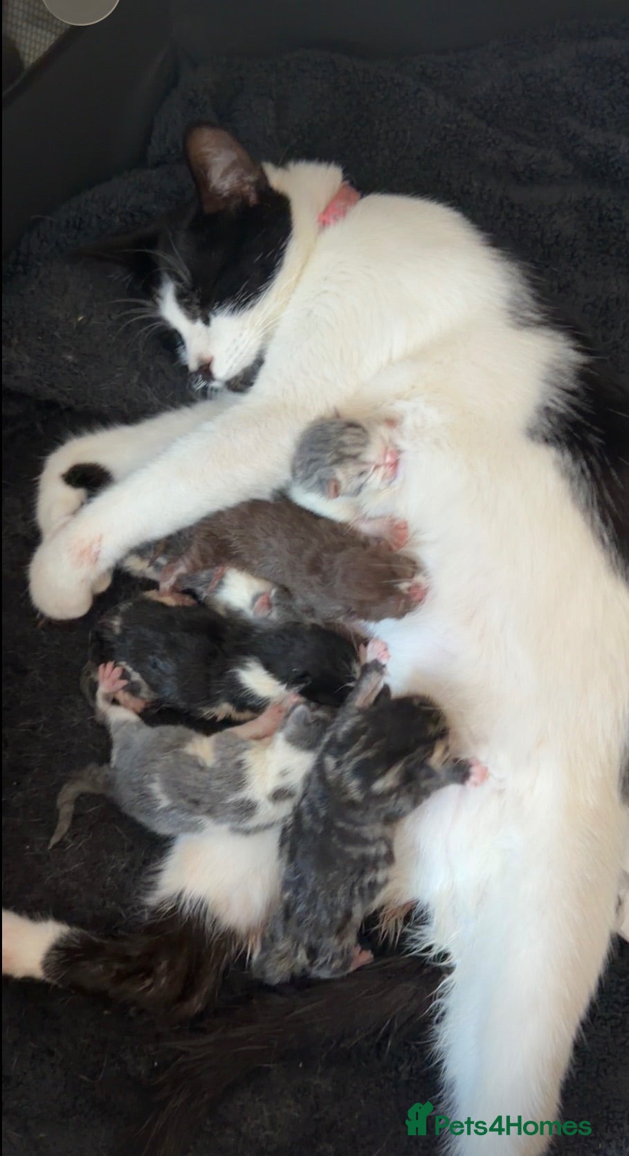 Mixed Breed cats Kittens for sale - Advert 5