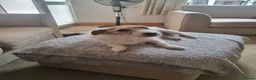 Jack Russell dogs for sale: Jack Russell lady needs new home in Blackpool - Advert 1