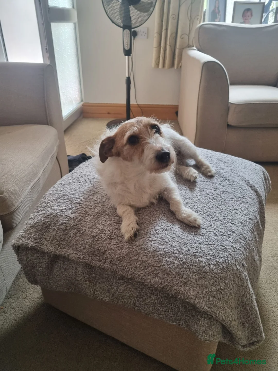 Jack Russell dogs for sale: Jack Russell lady needs new home in Blackpool - Advert 1