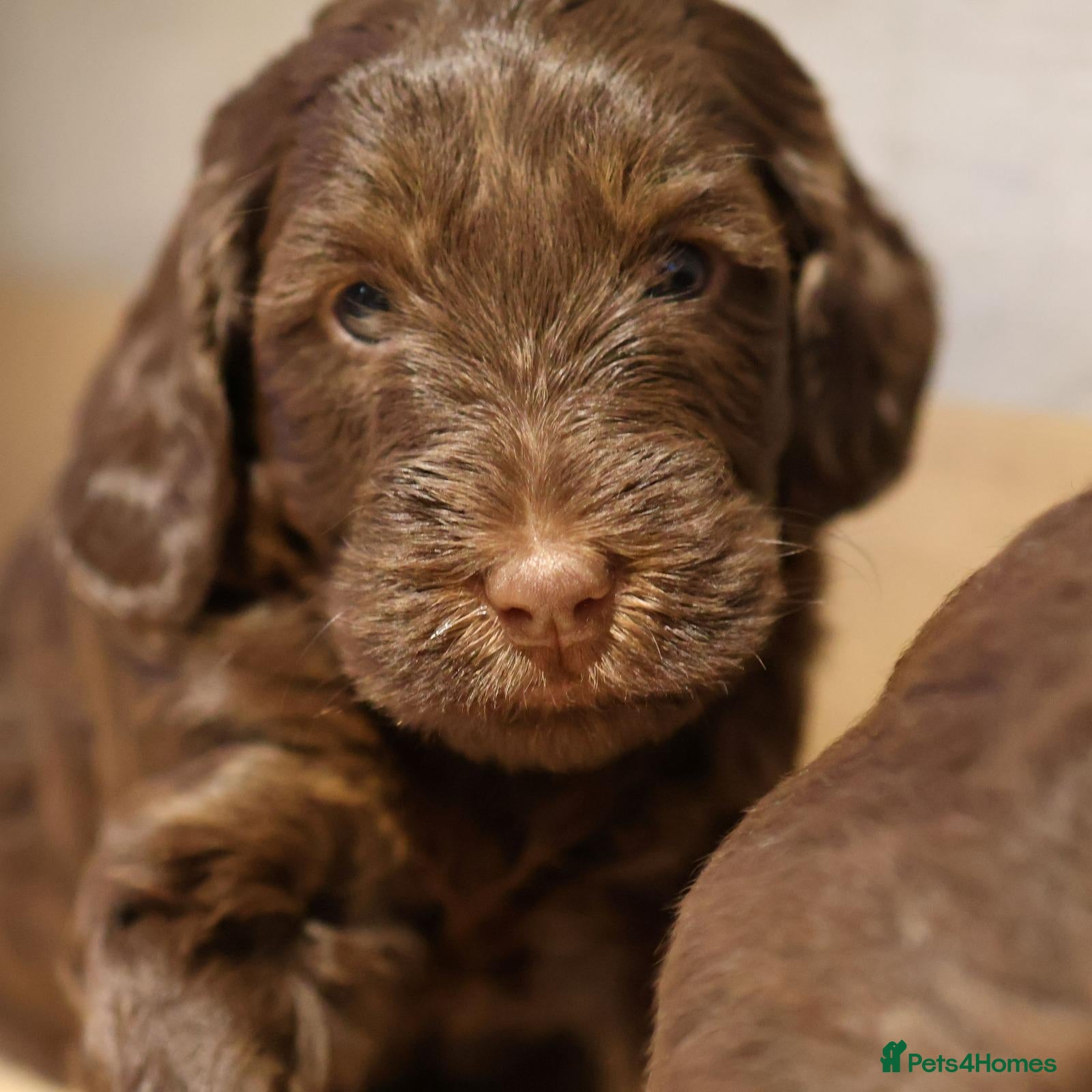 Double Doodle dogs Stunning Double Doodle litter 🧬DNA BVA 🧬 - Advert 1