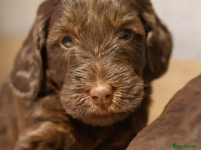 Double Doodle dogs for sale: Stunning Double Doodle litter 🧬DNA BVA 🧬 - Advert 1