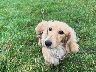 Miniature Dachshund dogs Long haired mini dachshunds due in Early March - Advert 7