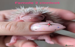 Pygmy Hedgehog rodents for sale: Gorgeous APH hedgehogs  - Image 12