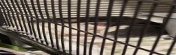 Rat rodents for sale: 4 female rats (setup included) - Advert 4