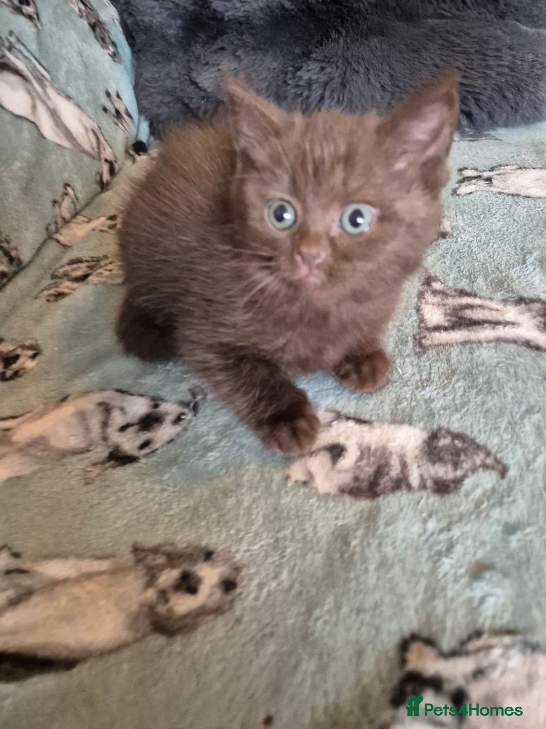 Selkirk Rex cats for sale: Pedigree selkirk rex girls non curly - Advert 14