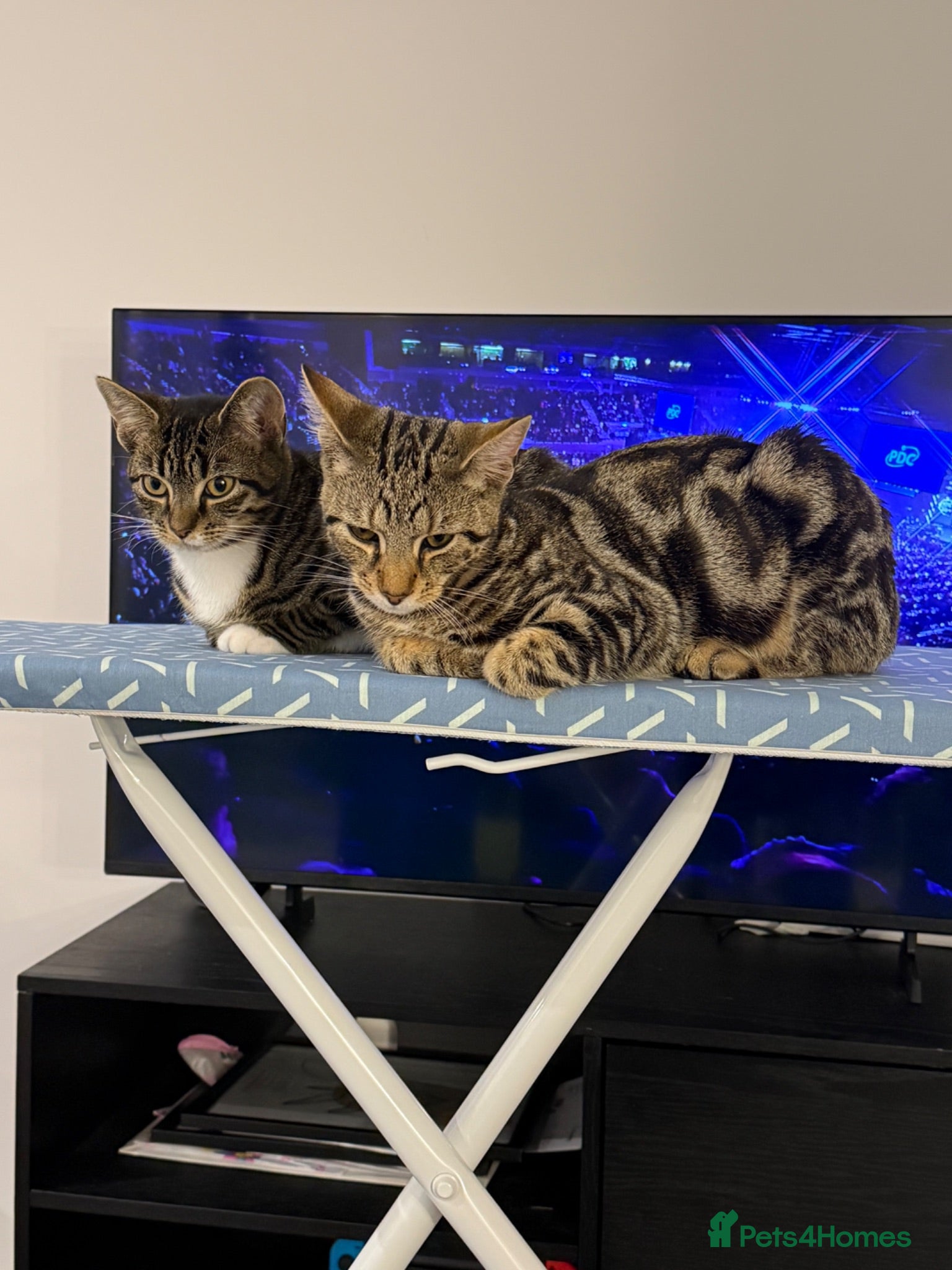 Mixed Breed cats Tabby x bengal kittens  - Advert 7