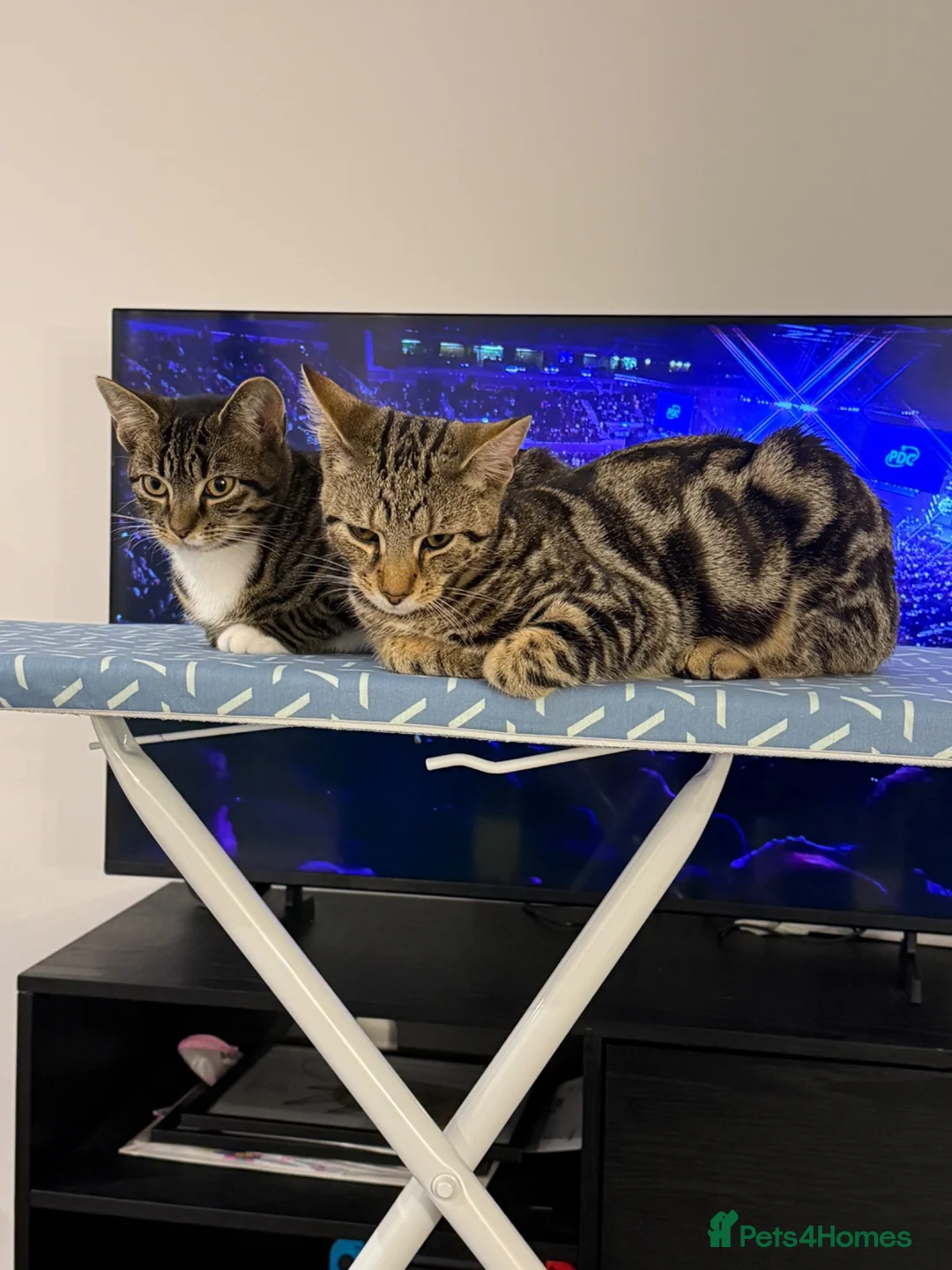 Mixed Breed cats for sale: Tabby x bengal kittens  - Advert 1