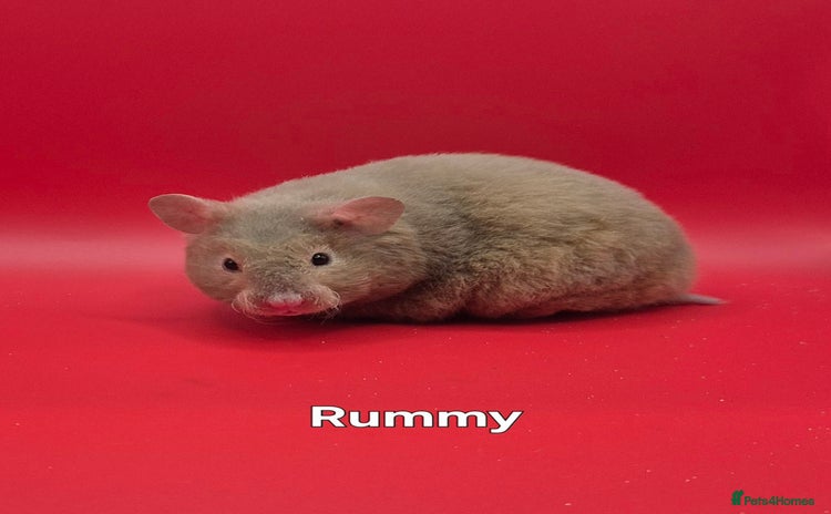 Hamster rodents in Torquay - Advert 3