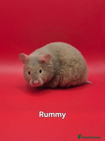 Hamster rodents in Torquay - Advert 8