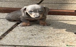 Dachshund dogs for sale: Miniature dachshunds ready now 💗 - Image 2