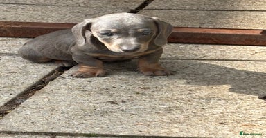 Dachshund dogs - Advert 3