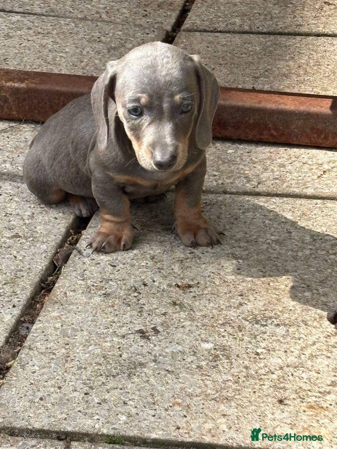 Dachshund dogs for sale: Miniature dachshunds ready now 💗 - Image 2