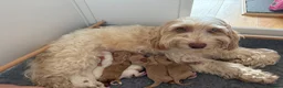 Australian Labradoodle dogs for sale: Stunning multigen Australian labradoodles - Advert 2