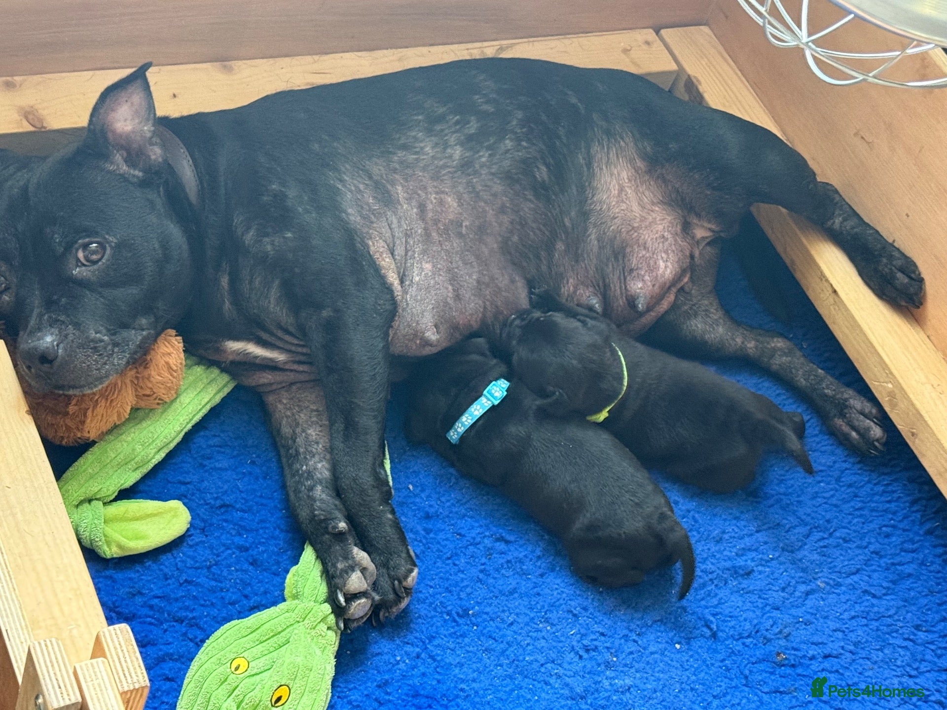 Staffordshire Bull Terrier dogs Stunning Staffordshire bull terrier pups - Advert 2