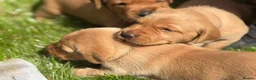 Labrador Retriever dogs for sale: Beautiful Fox Red Labrador Puppy – 1 Boy Available - Advert 10