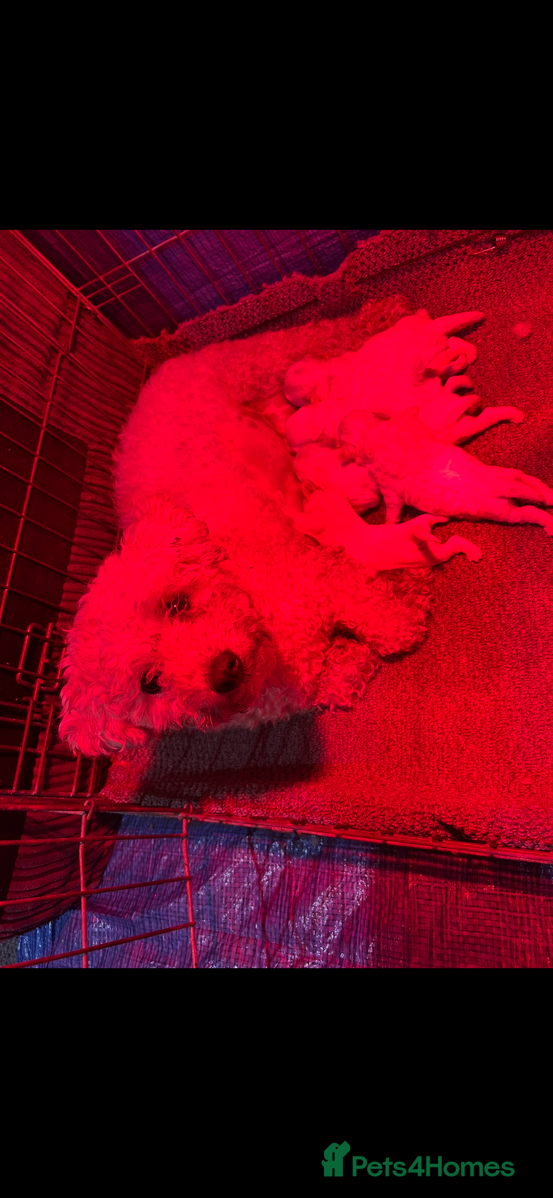 Bichon Frise dogs for sale: Pure BREED Bichon Frise - Advert 1