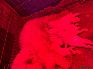 Bichon Frise dogs Pure BREED Bichon Frise - Advert 1