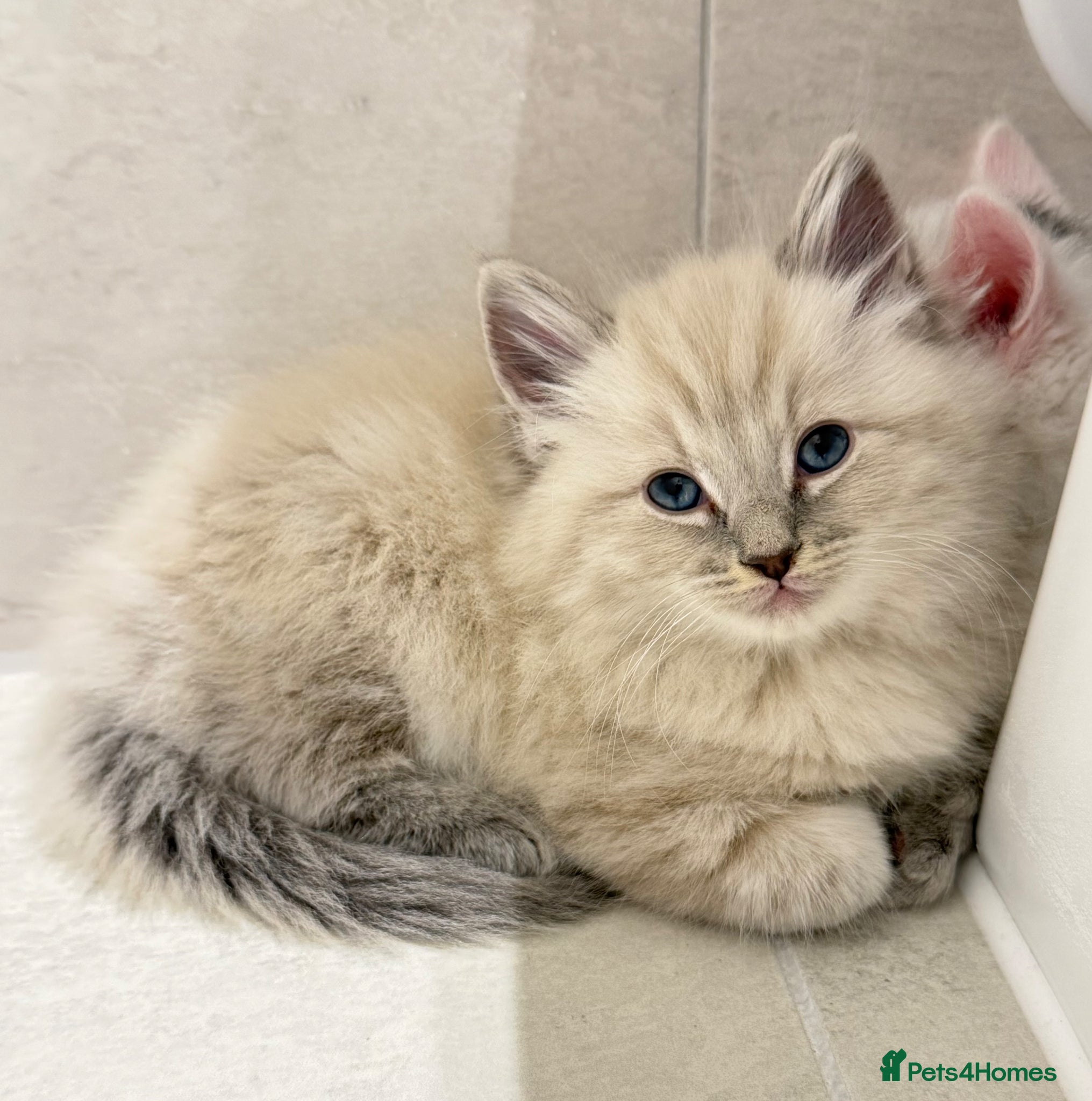 Ragdoll cats Fluffy Ragdoll X Bengal Kitten  - Advert 13