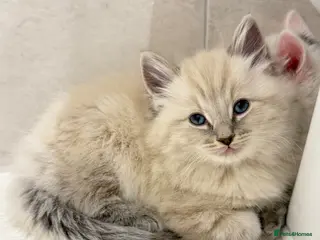 Ragdoll cats Fluffy Ragdoll X Bengal Kitten - Advert 13