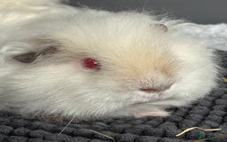 Guinea Pig rodents for sale: Bonded male piggies  - Image 2