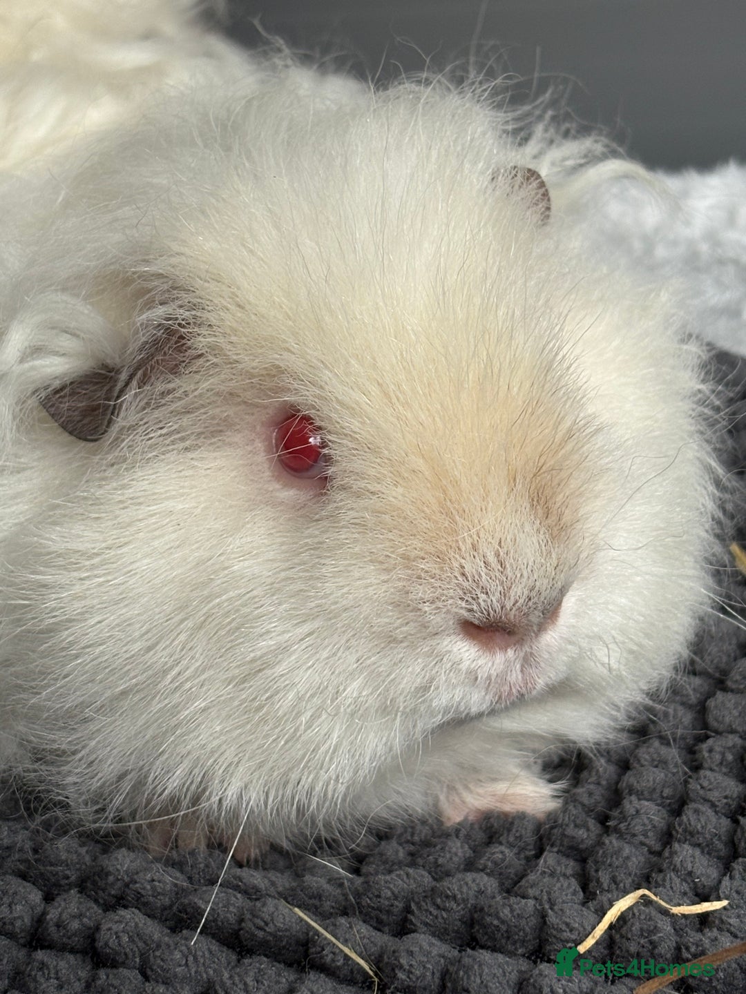 Guinea Pig rodents for sale: Bonded male piggies  - Image 2