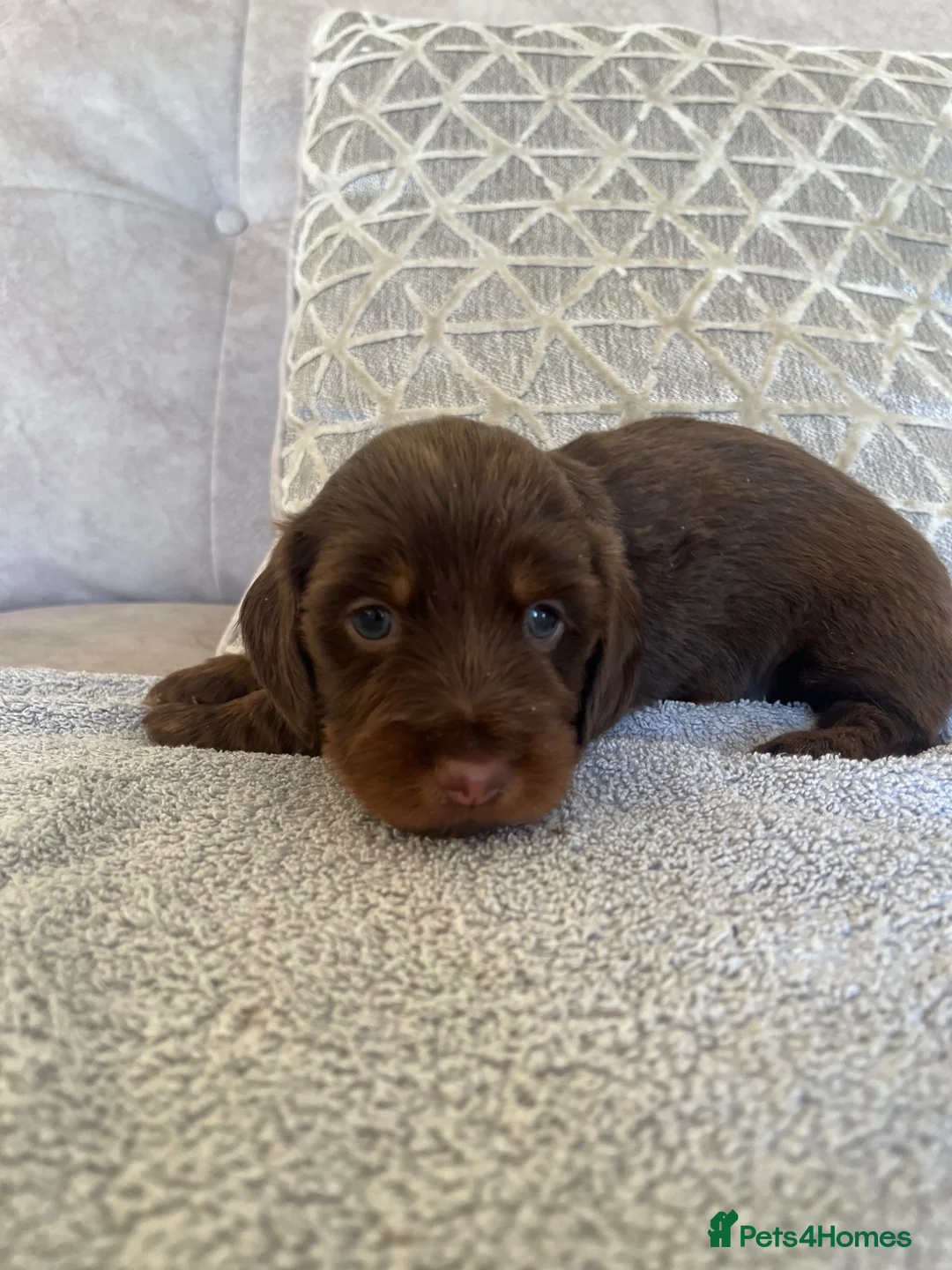 Dachshund dogs for sale: Dachshund miniature - Advert 1