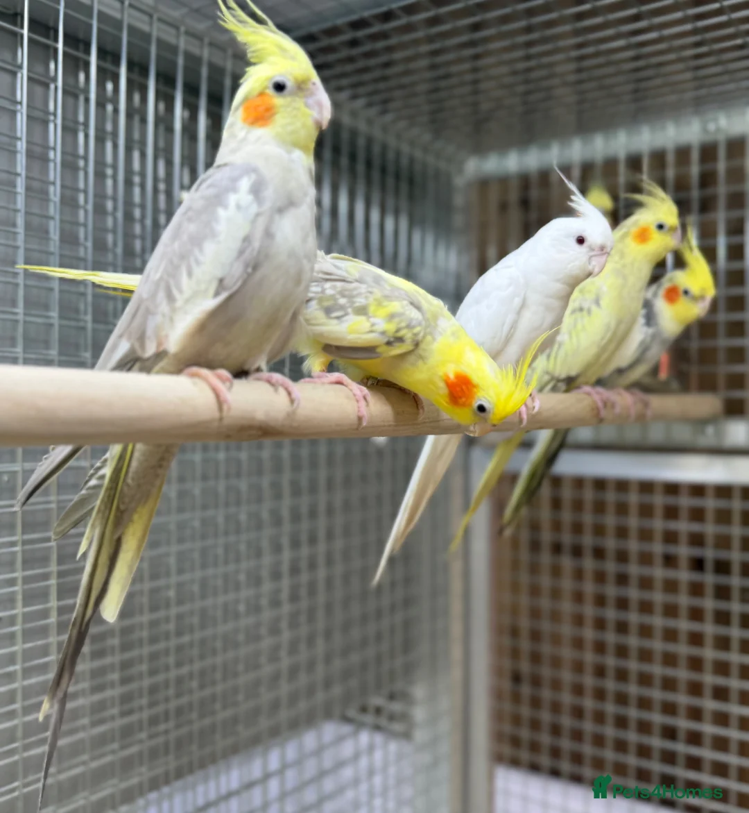 Cockatiels birds for sale: Baby cocktails  - Advert 6