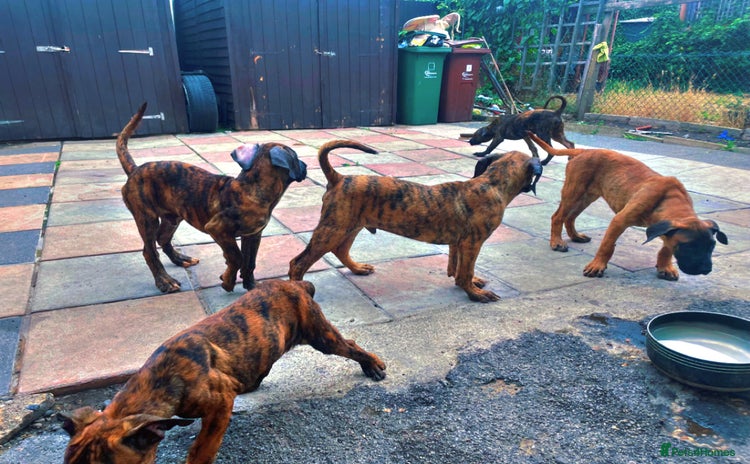 Presa Canario dogs - Advert 1