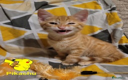 Bengal cats for sale: 💖🐱🐯Cute Half Bengel Kittens🐆🐈‍⬛💖 - Image 18
