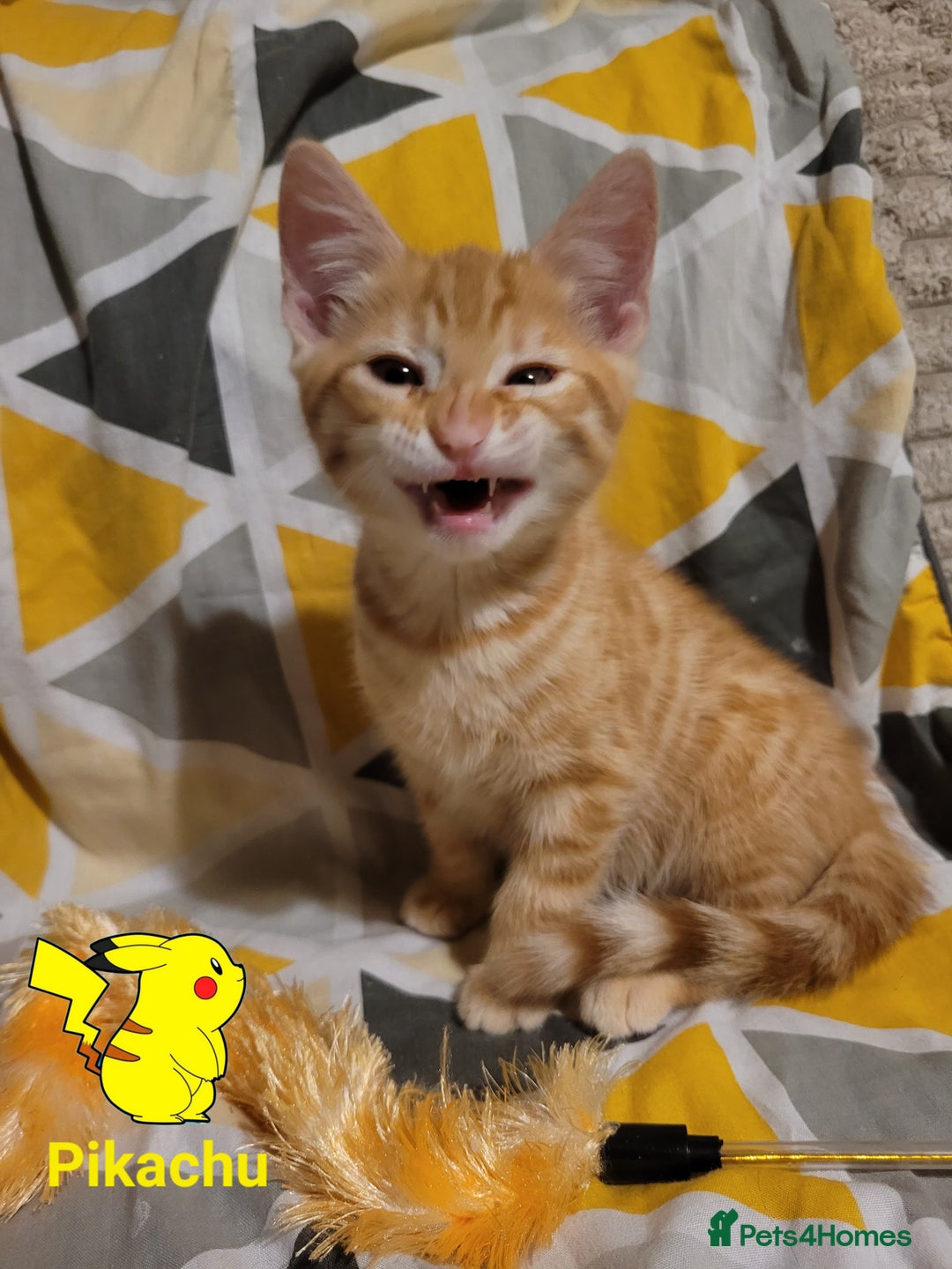 Bengal cats for sale: 💖🐱🐯Cute Half Bengel Kittens🐆🐈‍⬛💖 - Image 18