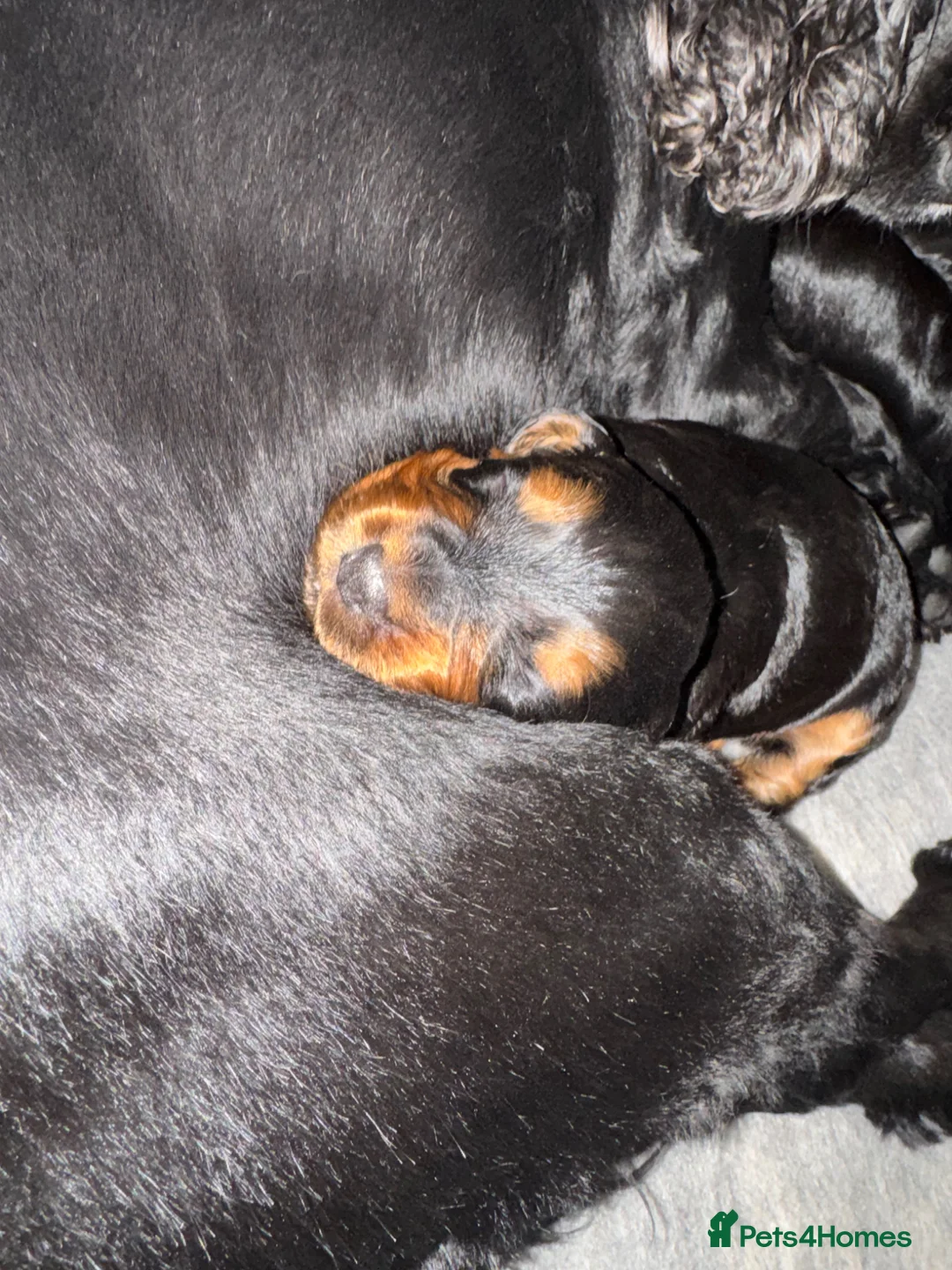 Cocker Spaniel dogs for sale: Black and Tan cocker spaniels  in Crook - Advert 2