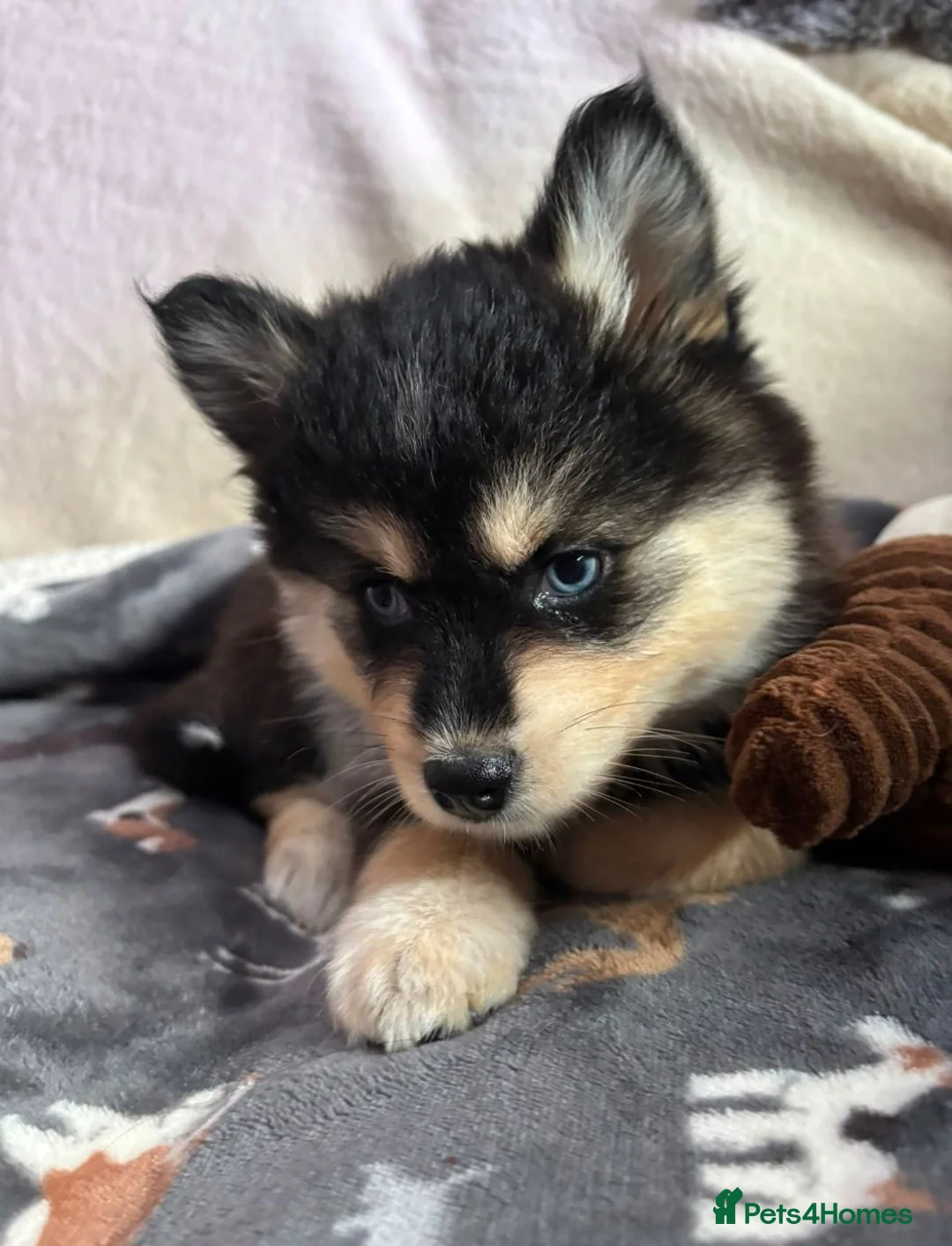 Pomsky dogs for sale: 🩷Last blue eyed F4 girl left!Health checked lines - Advert 25